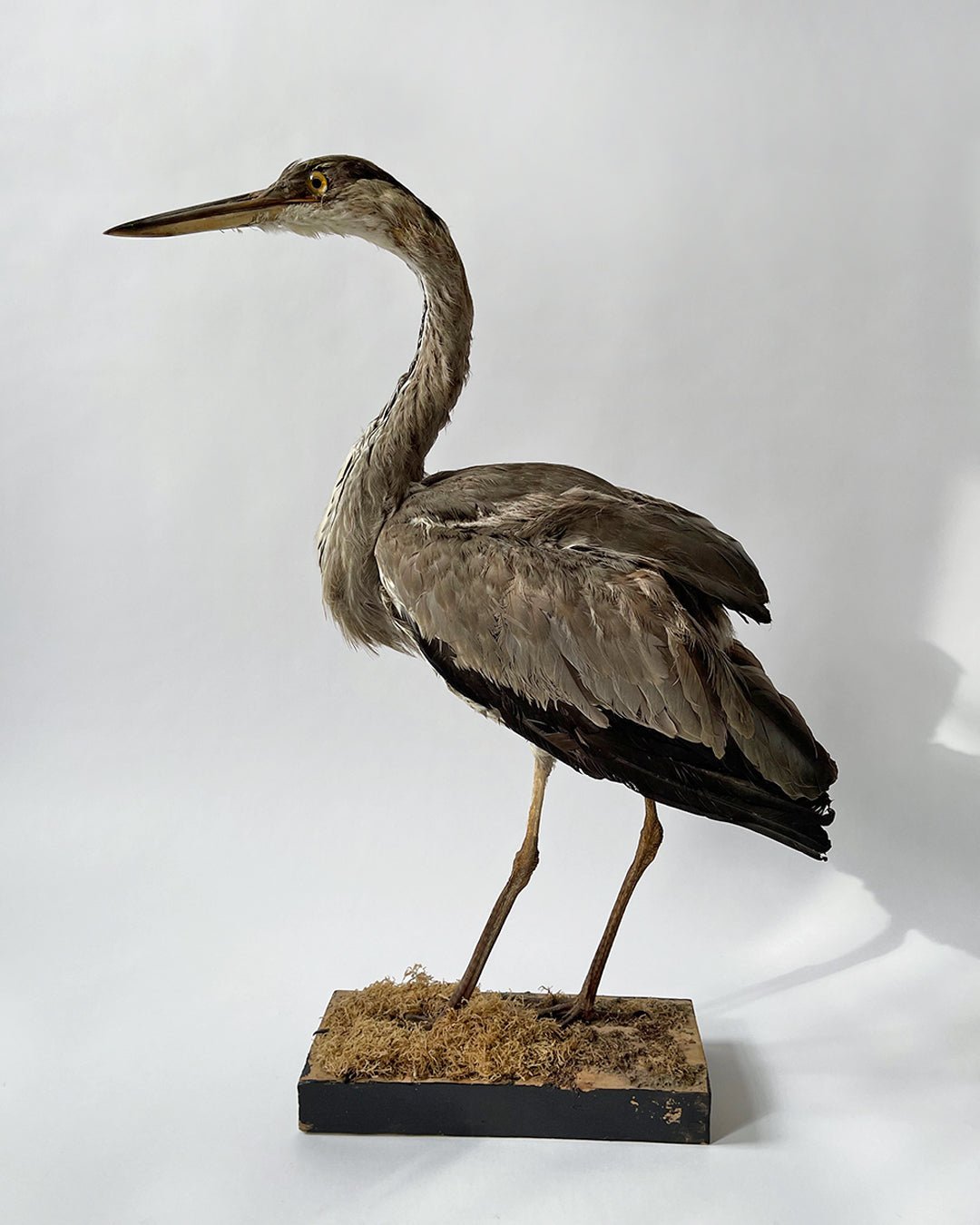 Taxidermy Grey Heron - Room Four