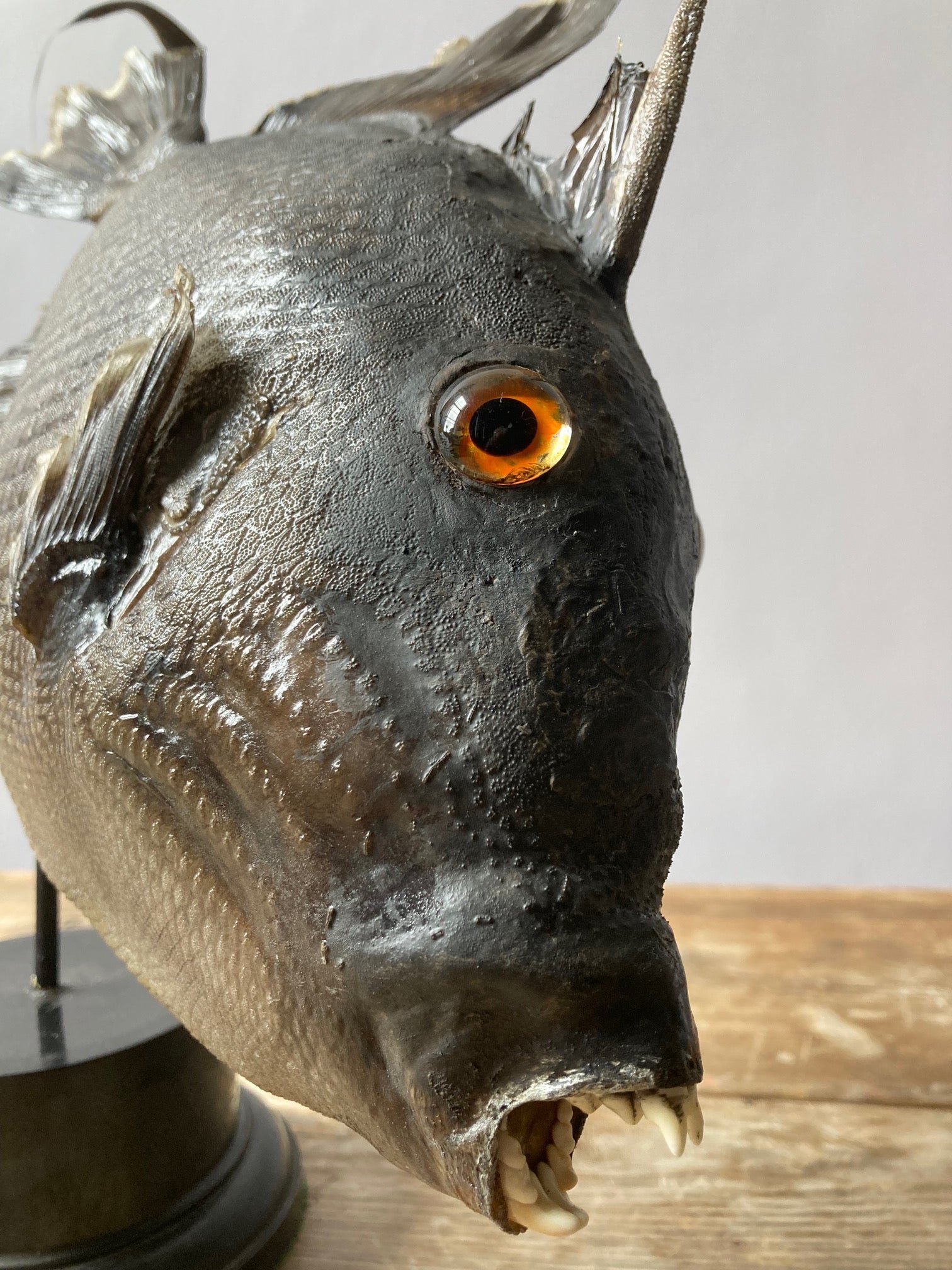 Taxidermy Grey Trigger Fish - Room Four