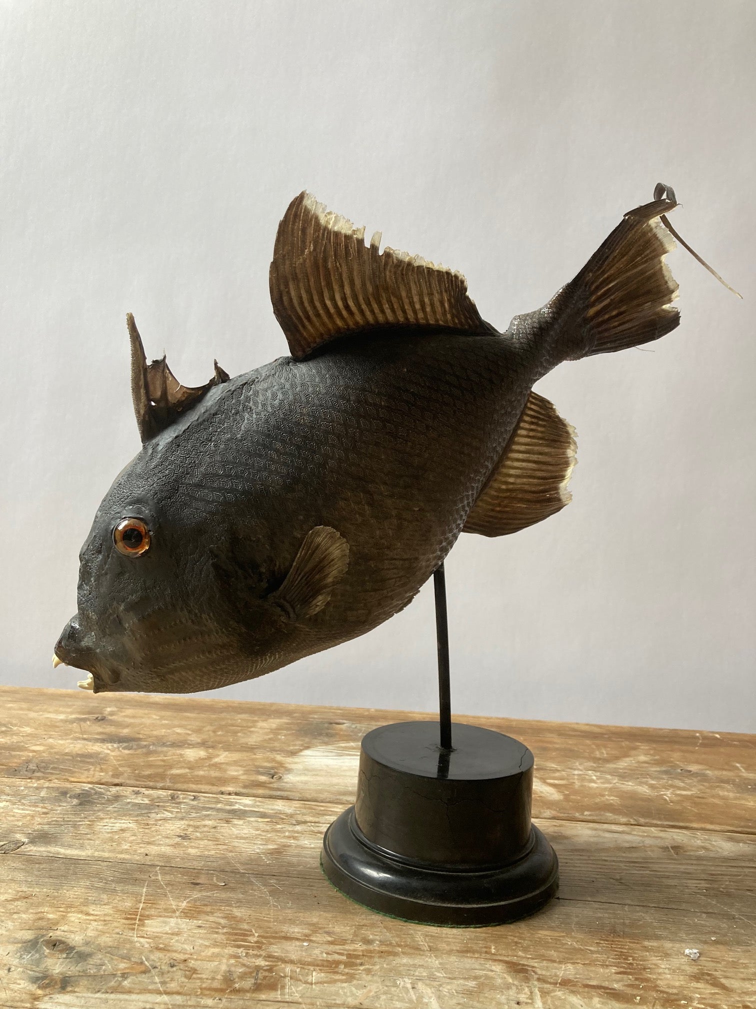Taxidermy Grey Trigger Fish - Room Four