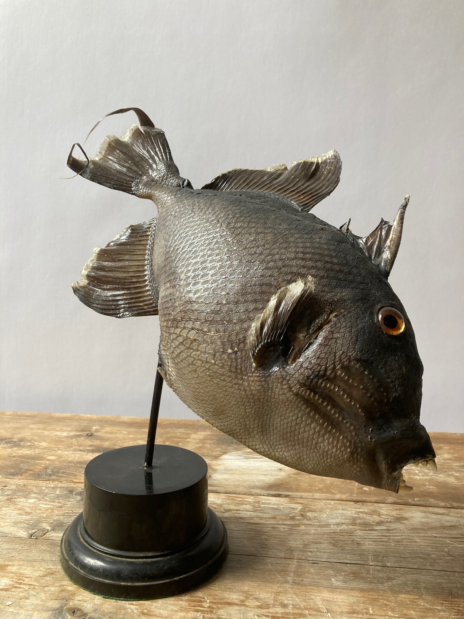 Taxidermy Grey Trigger Fish - Room Four