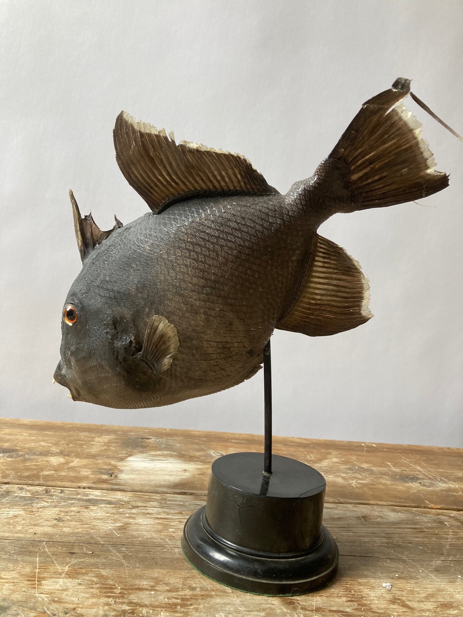 Taxidermy Grey Trigger Fish - Room Four