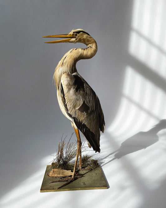 Taxidermy Heron - Vintage - Room Four