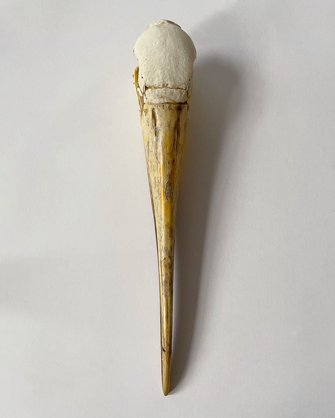 Taxidermy Skull Yellow Billed Stork - Room Four