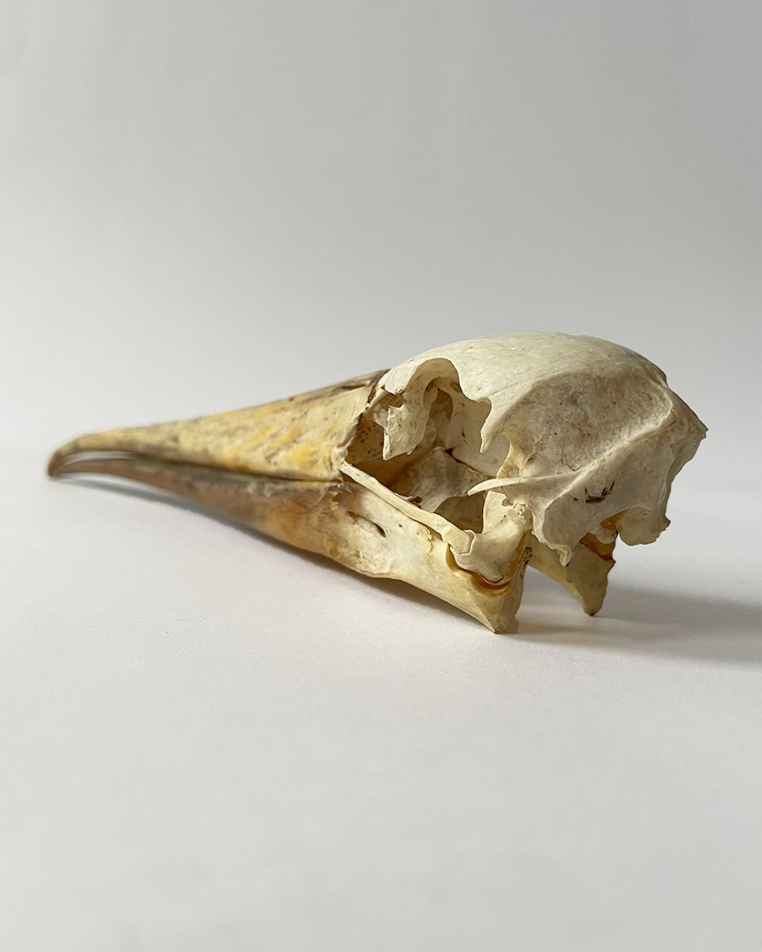 Taxidermy Skull Yellow Billed Stork - Room Four