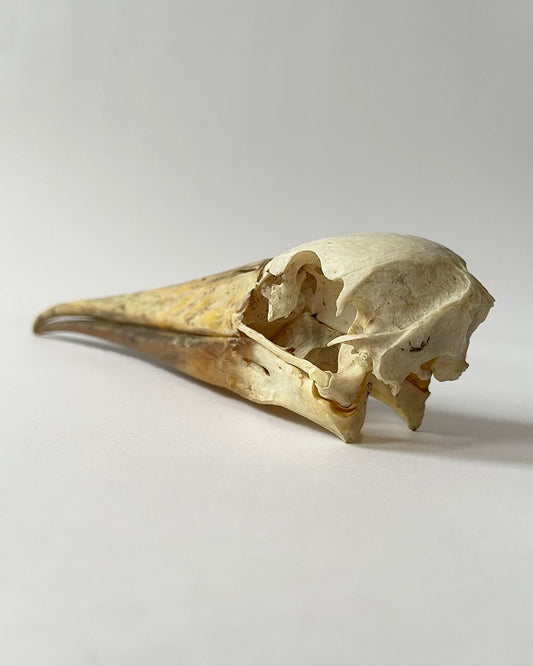 Taxidermy Skull Yellow Billed Stork - Room Four