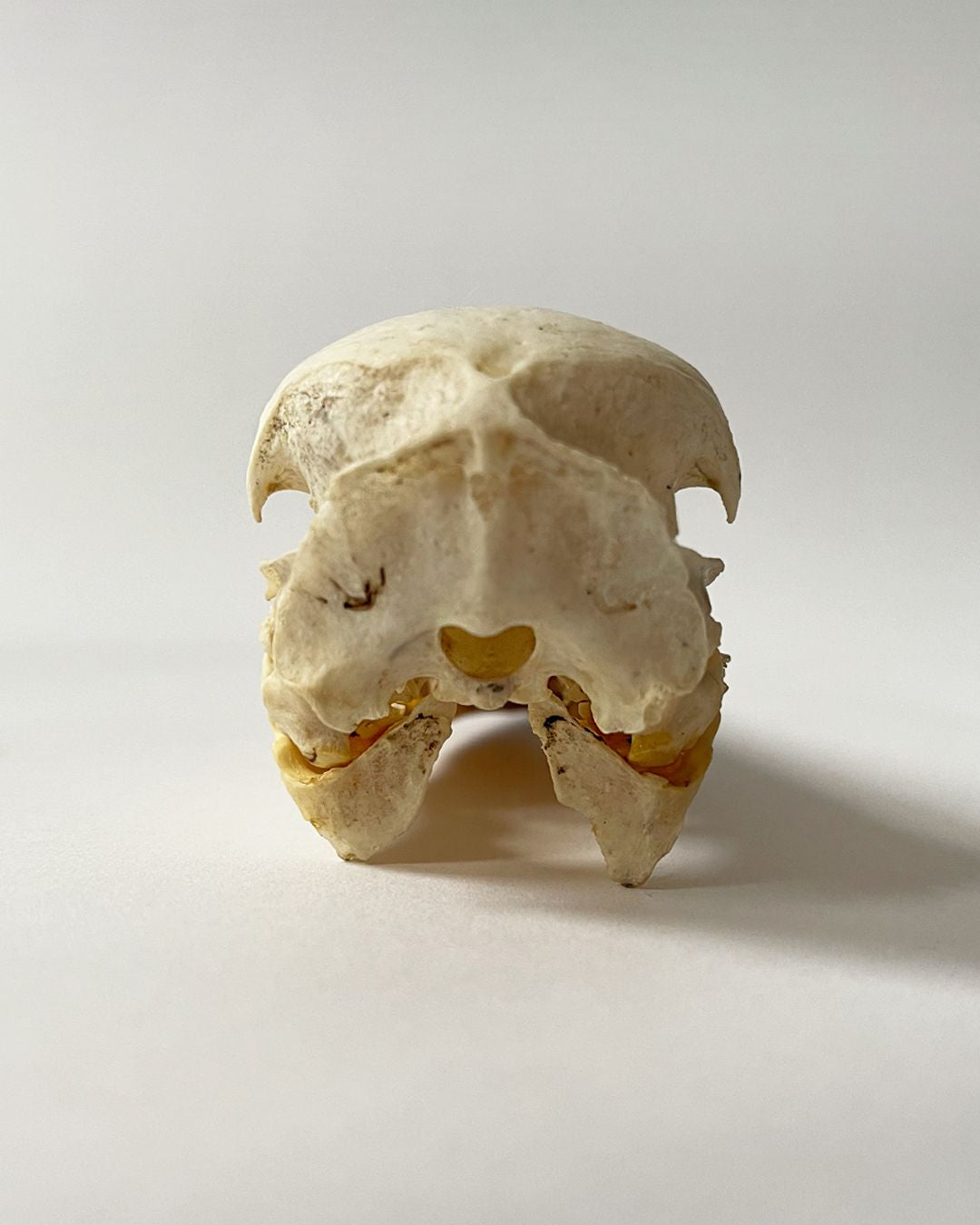 Taxidermy Skull Yellow Billed Stork - Room Four
