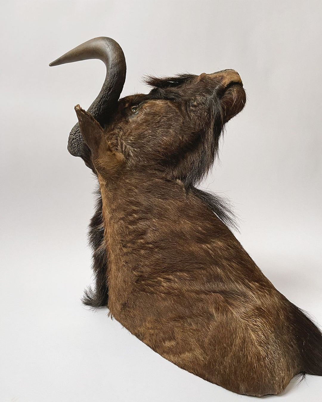 Taxidermy Wildebeest Shoulder Mount - Room Four