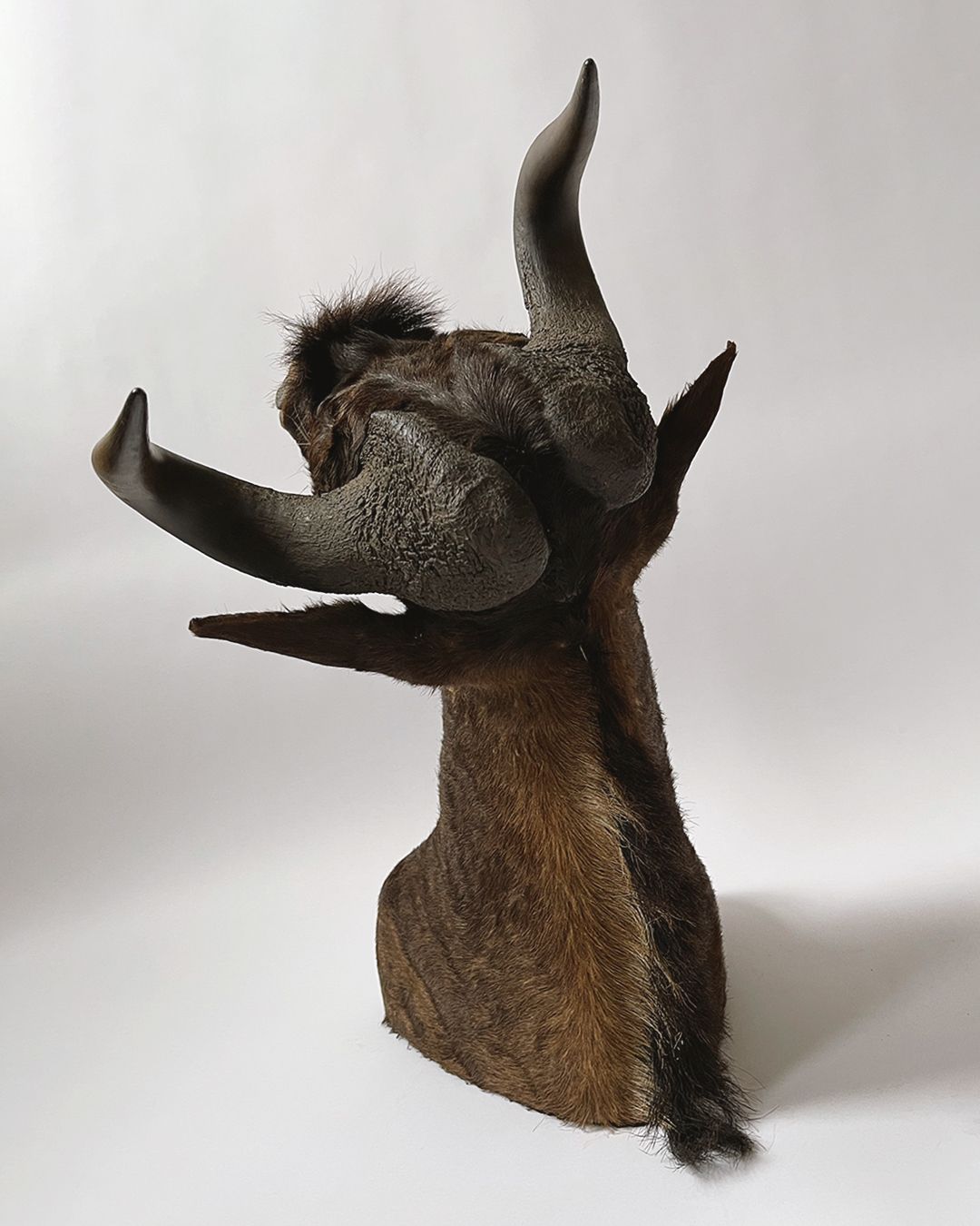 Taxidermy Wildebeest Shoulder Mount - Room Four