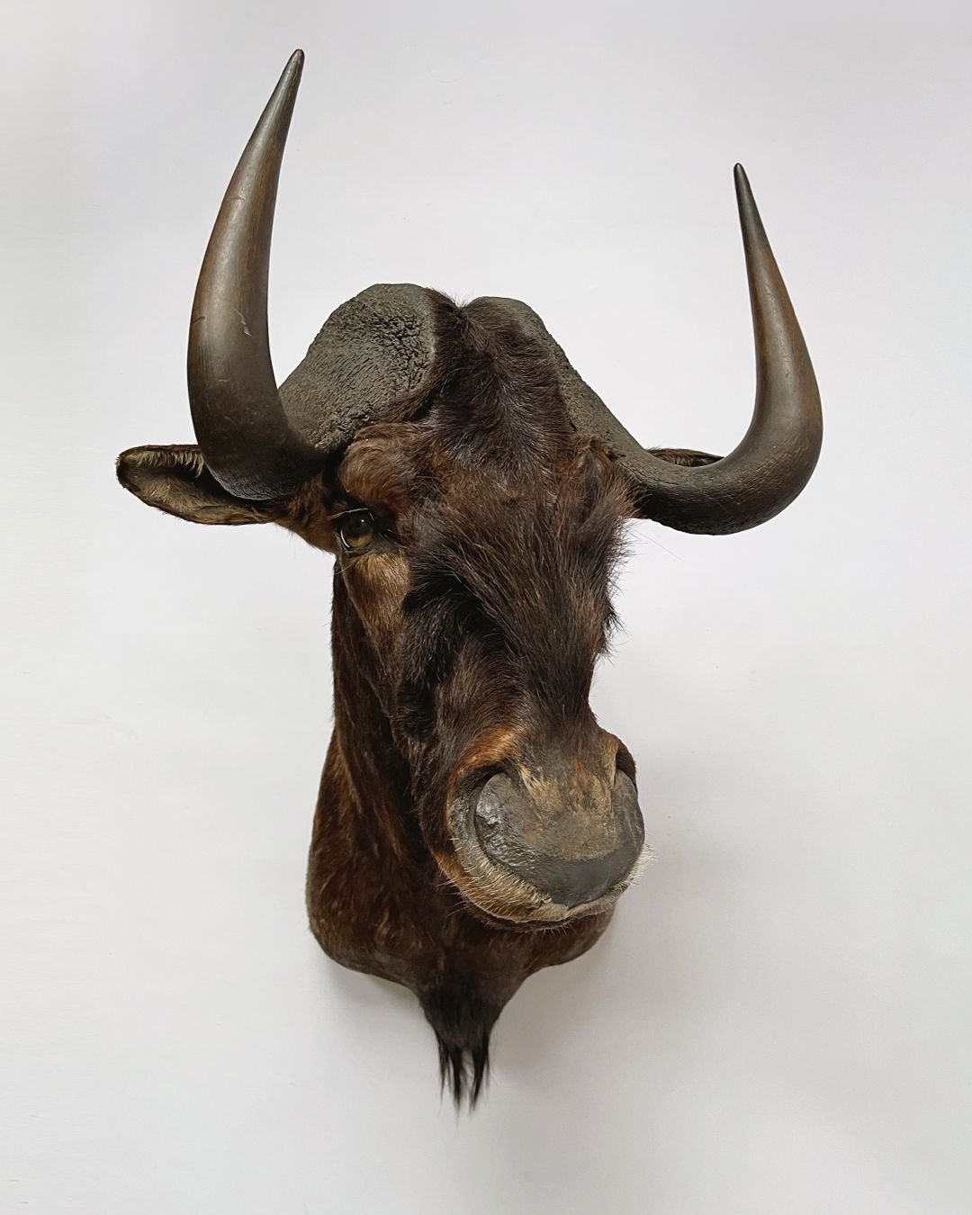 Taxidermy Wildebeest Shoulder Mount - Room Four